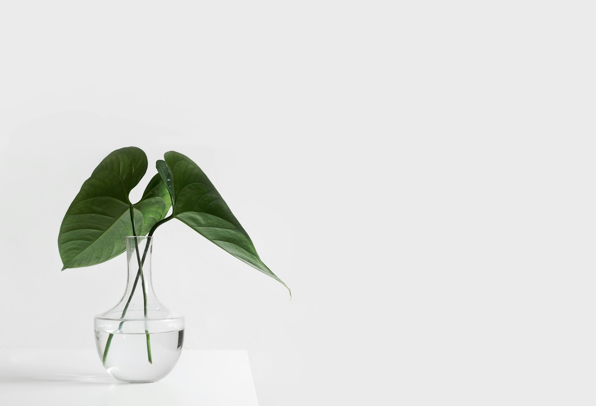 minimalista