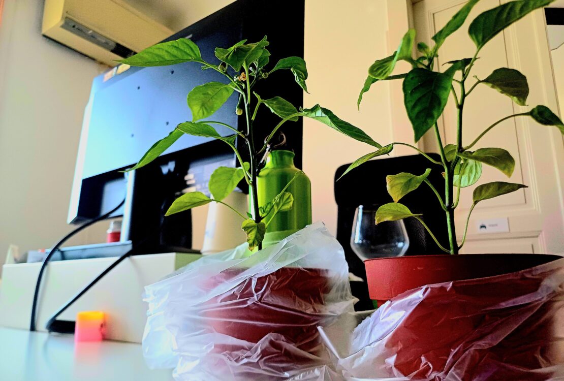 Paprika az irodában? Igen! Így nevelj csípőset a munkaállomásod mellett