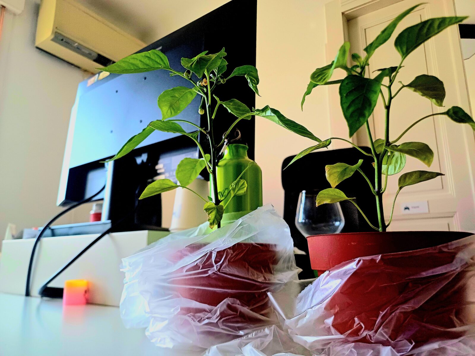 Paprika az irodában? Igen! Így nevelj csípőset a munkaállomásod mellett